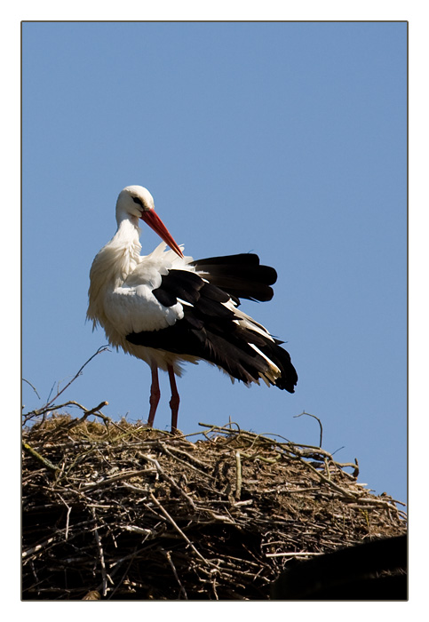 Storch