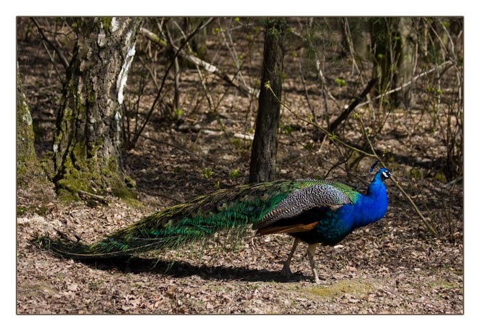 blauer Pfau