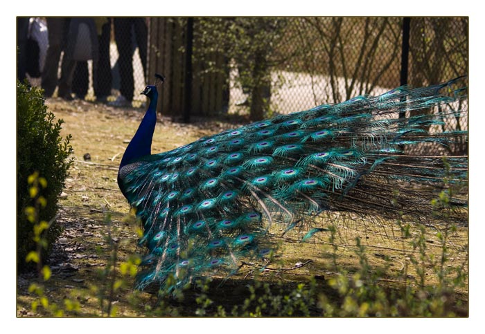 blauer Pfau