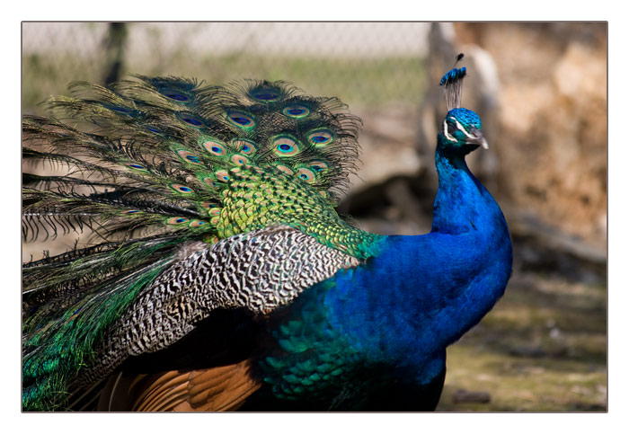 blauer Pfau