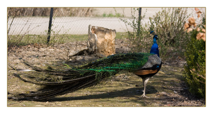 blauer Pfau