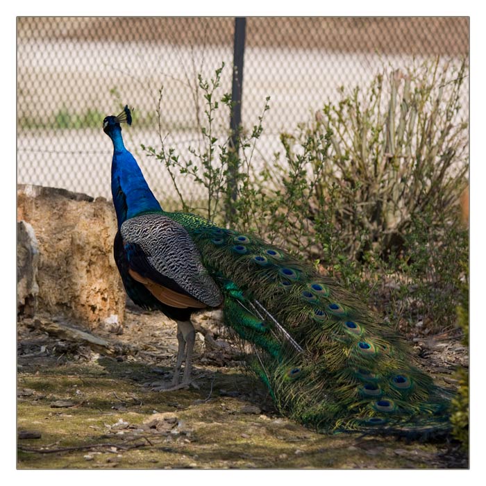 blauer Pfau