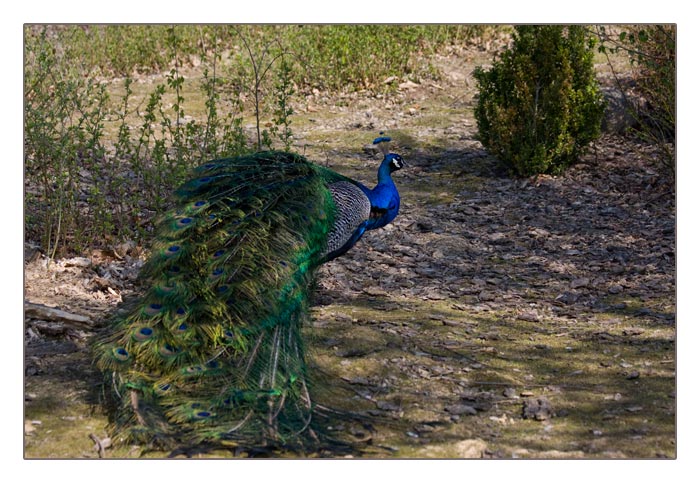 blauer Pfau