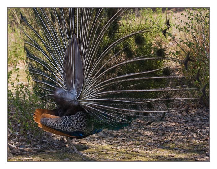 blauer Pfau