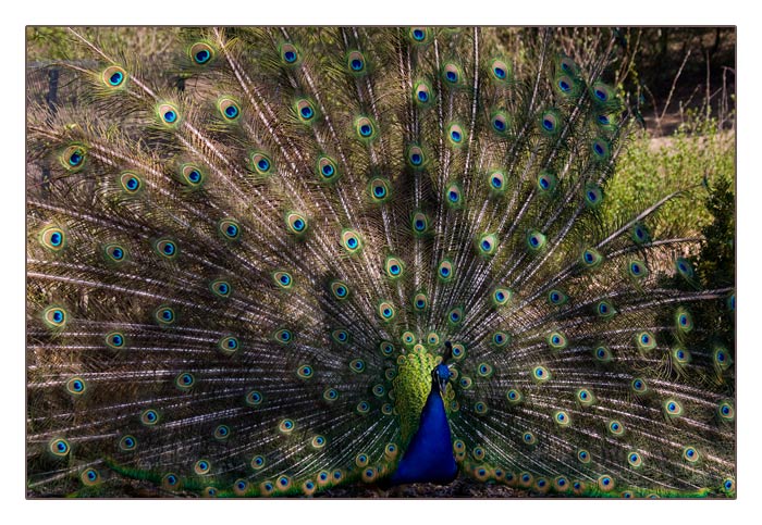 balzender, blauer Pfau