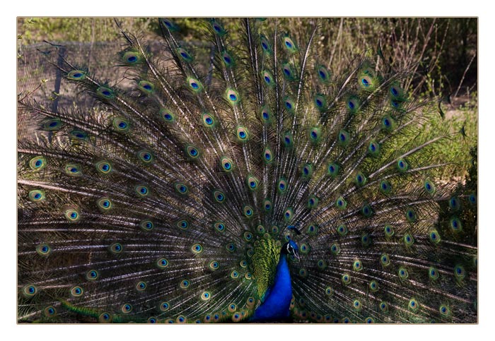 balzender, blauer Pfau