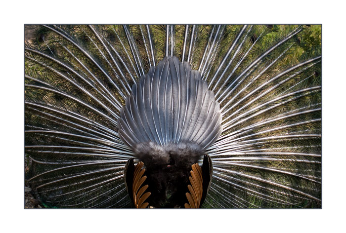 Hinteransicht von balzendem, blauen Pfau