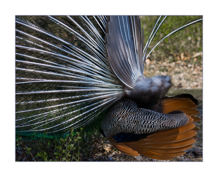 hintere Seitenansicht von balzendem, blauen Pfau