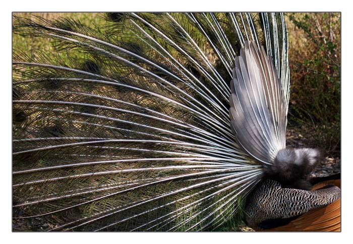 Hinteransicht von balzendem, blauen Pfau