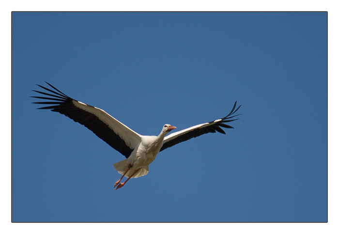 Storch im Flug