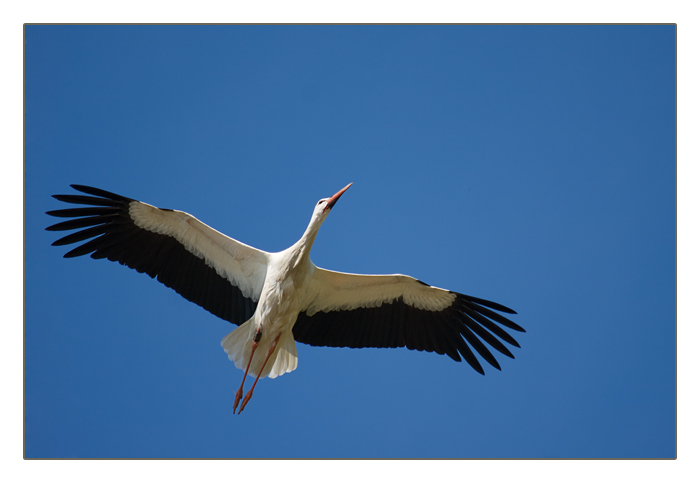 Storch im Flug