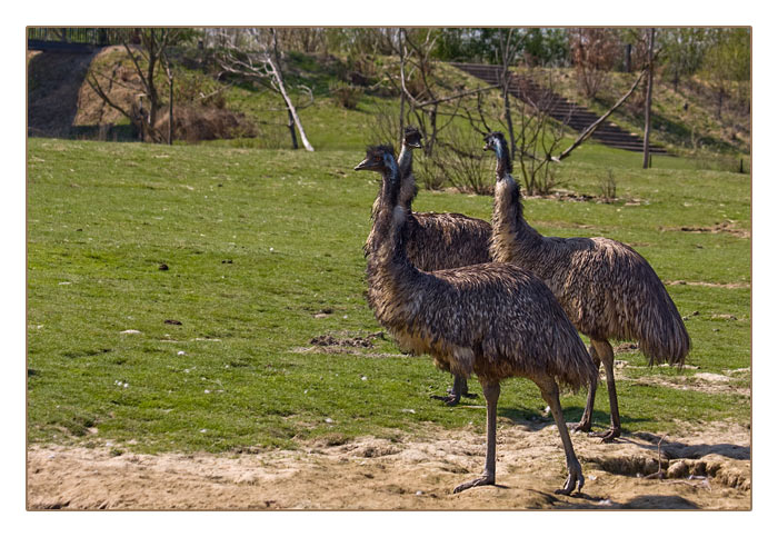 australische Emus