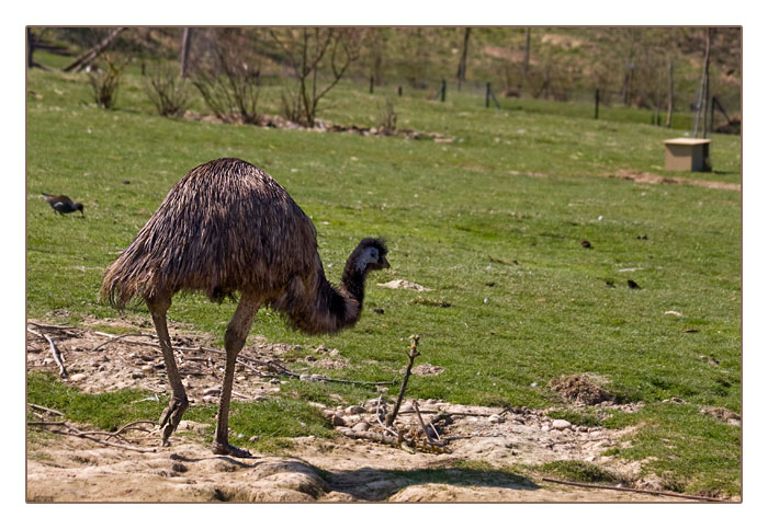 australischer Emu