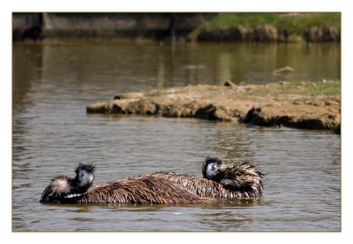 australische Emus beim Baden