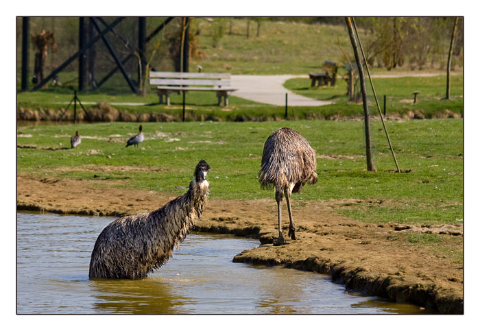 australische Emus beim Baden