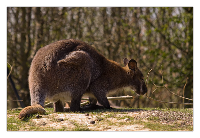 Känguru