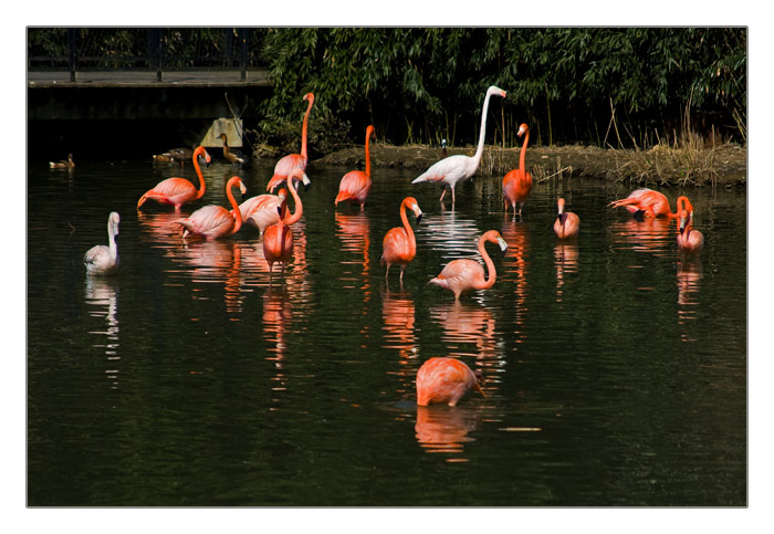 Flamingos