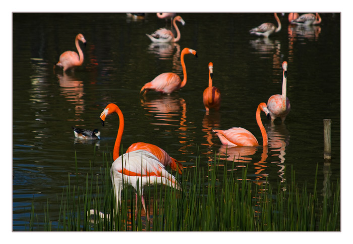 Flamingos