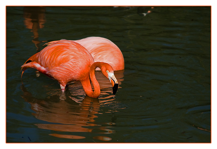 Flamingos