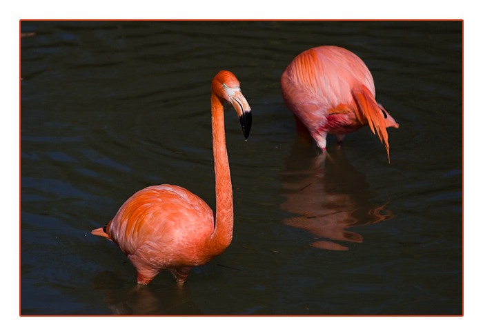 Flamingos