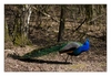 blauer Pfau