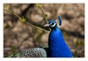 blauer Pfau