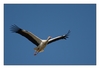 Storch im Flug