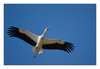 Storch im Flug