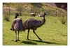 australische Emus