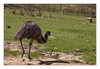 australischer Emu