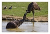 australische Emus beim Baden