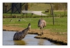 australische Emus beim Baden