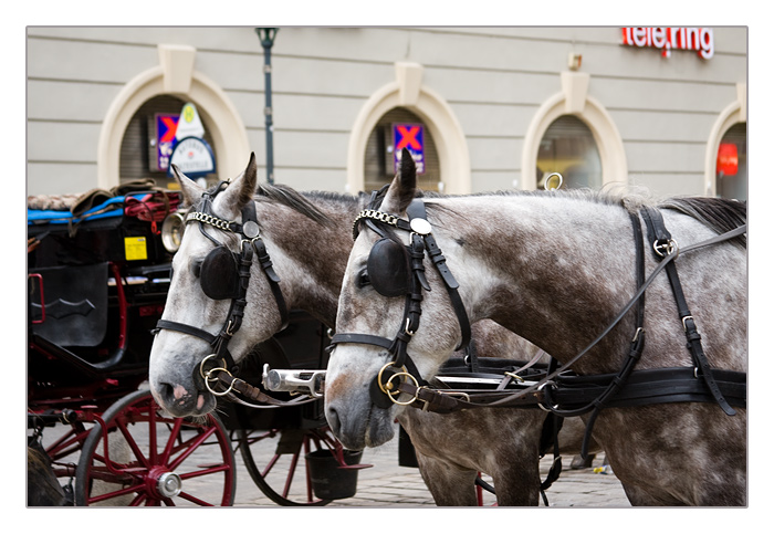 Pferde, Wien