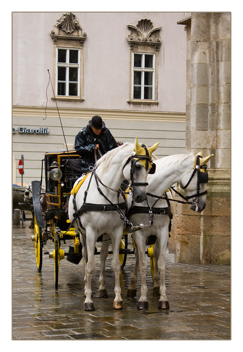 Wiener Fiaker im Regen