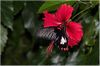 Papilio rumanzovia - Philippinen 