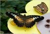 Parthenos sylvia lilacinus - Suedostasien 