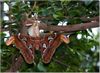Attacus atlas - Suedostasien 