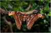 Attacus atlas - Suedostasien 