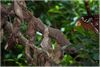 Attacus atlas-Larven  - Suedostasien 