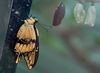 Papilio xuthus, S&uuml;dostasien 